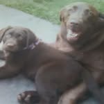 Coco + Bella - @coco_and_bella_the_doggies - Instagram