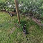 Ella und Coco - @ella_coco_the_cats - Instagram
