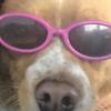 ella.colvin - @queenofdogs2 - TikTok