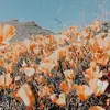 ellakcope - @fidgit..account - TikTok