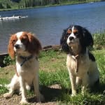 Copper & Ella 🐶 - @ella_coppercavalier - Instagram