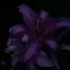 Ella - @ellacorker - TikTok