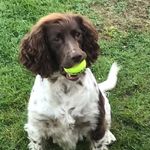 Ella Jane Corley - @ella_corley_dog - Instagram