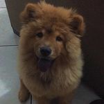 Ella 🐾 - @ella_correa_ - Instagram