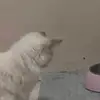 Ella Cross - @ella.cross8 - TikTok