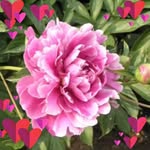 Ellen Crouse - @ziasophia - Instagram