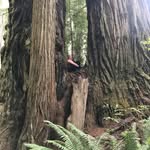 Ella Crow - @crow_ella - Instagram