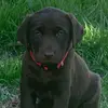 Brandy Joy - @ella.crowe_ - TikTok