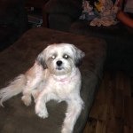 Ella Maglana Currie - @cute_dog_love_ - Instagram