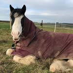 Ella & Dale ♥️🐎 - @daleyyequestrian - Instagram