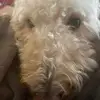 Ella Davies - @ella.davies37 - TikTok