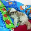ella_dayan777 - @ella_dayan777 - TikTok