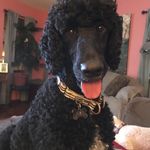 Ellen Deaton - @ceinwen_poodledog - Instagram