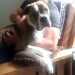 Zyra Lynn Ella Marie Deaton - @zyra_americanbulldog - Instagram
