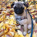 Ella The Pug - @elladelphiathepug - Instagram