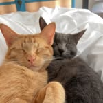 Ella&Dexter - @ella.and.dexter - Instagram