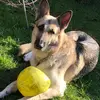 laurenhickman202 - @ellaxdexterthedog - TikTok