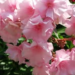 Ella Diggs - Facebook