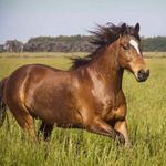 Ella dobson - @littleequinebros - Instagram