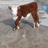 Ella Dobson - @ella.dobson10 - TikTok