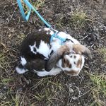 Ella Driscoll - @charlithebunny - Instagram
