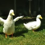 Ella & Maya Ducks - @ella.the.duck - Instagram