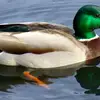 Ella duck🦆 - @elladuck5 - TikTok