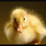 Ella The Duck - @ellalovesscience - Instagram
