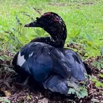 @lake.ella.ducks - Instagram