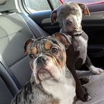 Ella & Duke - @dukeella2022 - Instagram