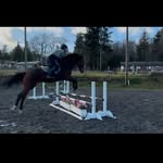 Elly dykstra - @elly.equine - Instagram