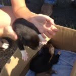 Ella Ebert - @animalpics2003 - Instagram