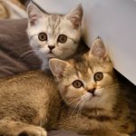 🐱 Eddy & Ella 🐱 - @eddy.and.ella - Instagram