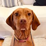 Ella - @ella_enchanted_vizsla - Instagram