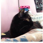 Ella Enchanted - @ella_kitty13 - Instagram
