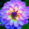 ella enchanted - @ella.enchanted6 - TikTok