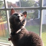 Ella Erwin - @ella_the_russian_blue - Instagram
