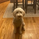 Ellie Everhart🐾 - @ellie_everhart_ - Instagram
