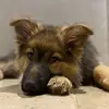 ella - @ella.ferguson55 - TikTok