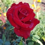 Ella Flowers - @elena.florian.33 - Instagram
