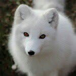 Ella Gainey - @fierce_fox405 - Instagram