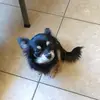 macaroni ella - @ella.gillis.ells8 - TikTok
