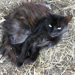 Ella Griggs - @animalsonly100 - Instagram