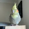 Ella Haley - @ellahalx - TikTok