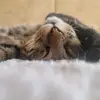 Eli Hammock - @eli.hammock4 - TikTok