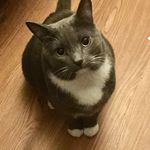 Bella Ella Hooks - @thetuxedocitykitty - Instagram