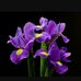Ella Kessler - Facebook