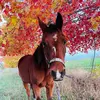 Ella kidder - @twocrazymares2 - TikTok