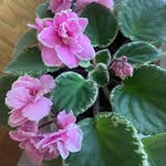 Ellie Kidwell - @elliesplantfam - Instagram