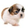 Ella Grace Krieger - @animallover1.poo - TikTok